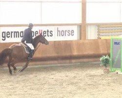 jumper Acapulco (Württemberger, 2010, from Aperol 4)