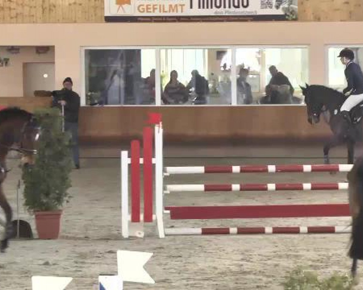 broodmare Cariba (Holsteiner, 2010, from Quintero)