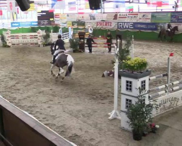 dressage horse Oreo (KWPN (Royal Dutch Sporthorse), 2008) dressage horse Oreo (KWPN (Royal Dutch Sporthorse), 2008)