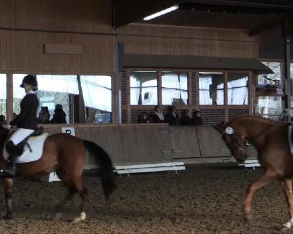Dressurpferd Nancy E (Deutsches Reitpony, 2009, von Noir de Luxe)