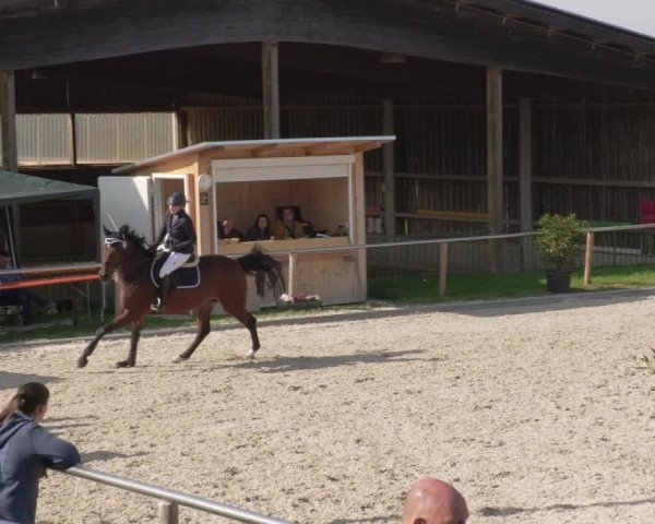 Reitturnier Köngen 2020