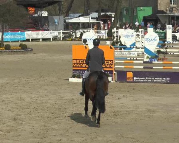 jumper Centaurus Maximus (Westphalian, 2010, from Captain Fire)