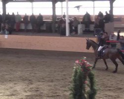 horse Zabou 41 (KWPN (Royal Dutch Sporthorse), 2009)