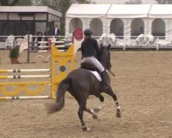 jumper Raimondo 92 (Pura Raza Espanola (PRE), 2010, from Vencedor XXIX)