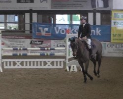 Pferd Lady For Ever (Oldenburger Springpferd, 2009, von Lordanos)