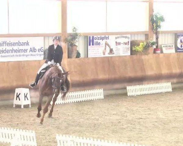 horse Elazar (KWPN (Royal Dutch Sporthorse), 2008, from United)