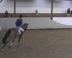 jumper Capitano D (Westphalian, 2010, from Cordato)