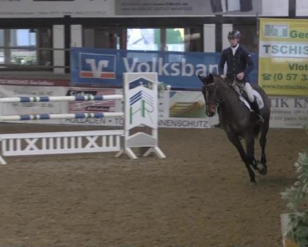 horse Capitanos (Westphalian, 2011, from Capistrano 2)