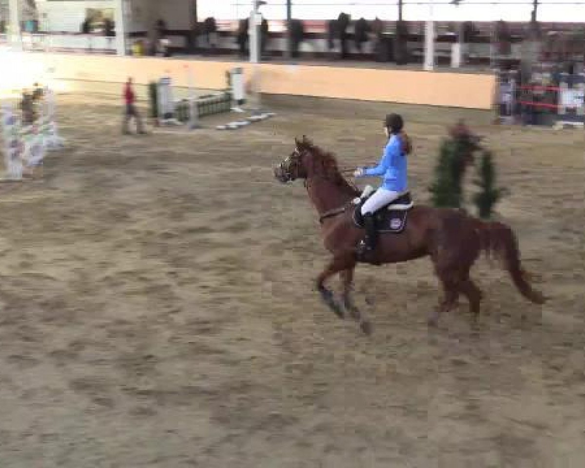 Springpferd Quintero M (Westfale, 2006, von Quidam's Rubin)