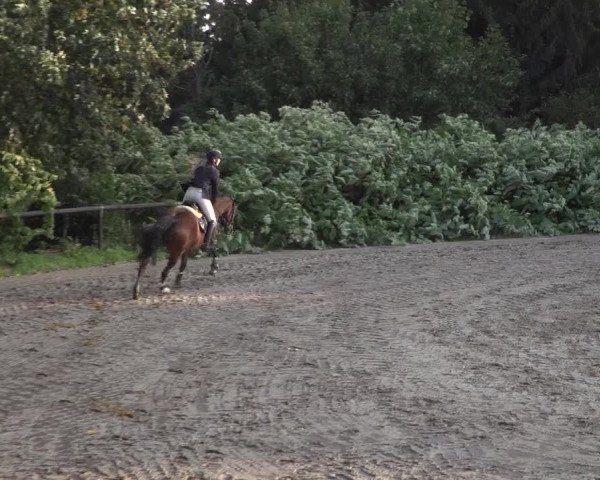 Reitturnier Marienheide-Kempershöhe 2020