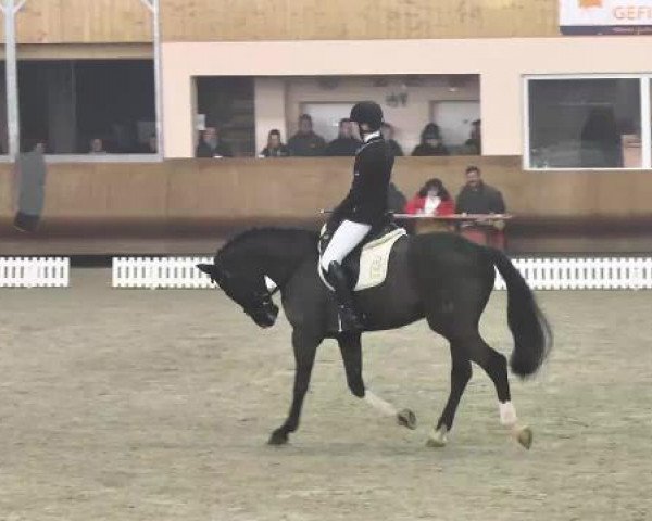 jumper Silver Blue (Hanoverian, 2009, from Stolzenberg)