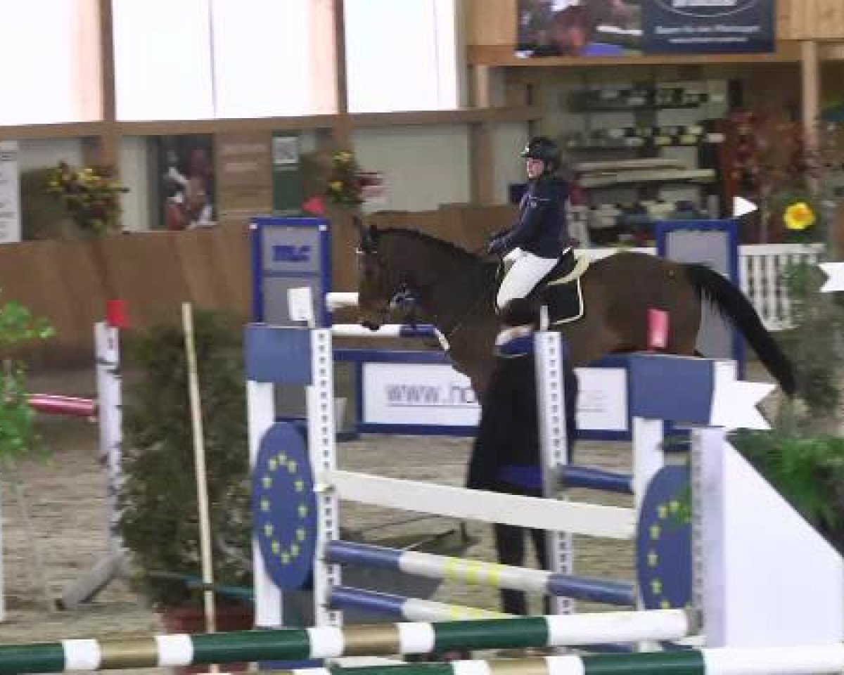 jumper Con Ti Fuyssieux 2 (Zangersheide riding horse, 2004, from Con Air)