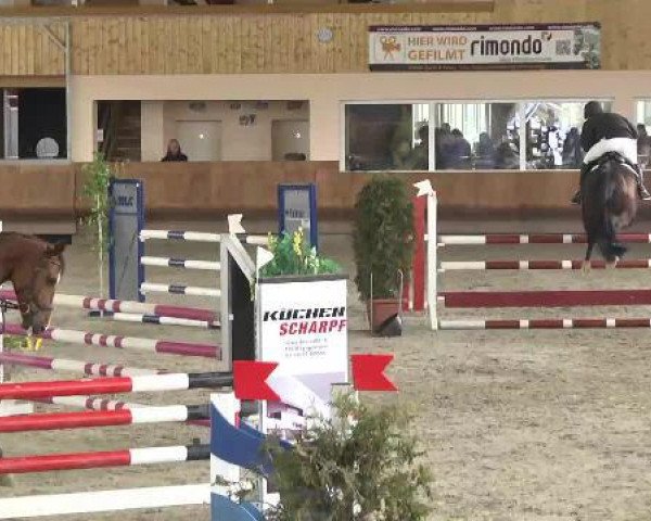 jumper Quintana 55 (Bavarian, 2008, from Quidamo)