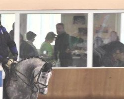 Jumper Corinne BJB (German Riding Horse, 2010, from Calido I)