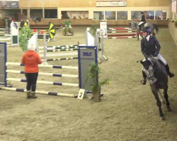 jumper Cayland (Austrian Warmblood, 2010, from FBW Cayton) jumper Cayland (Austrian Warmblood, 2010, from FBW Cayton)