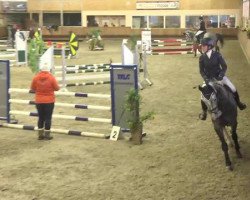 Springpferd Cayland (Österreichisches Warmblut, 2010, von FBW Cayton)
