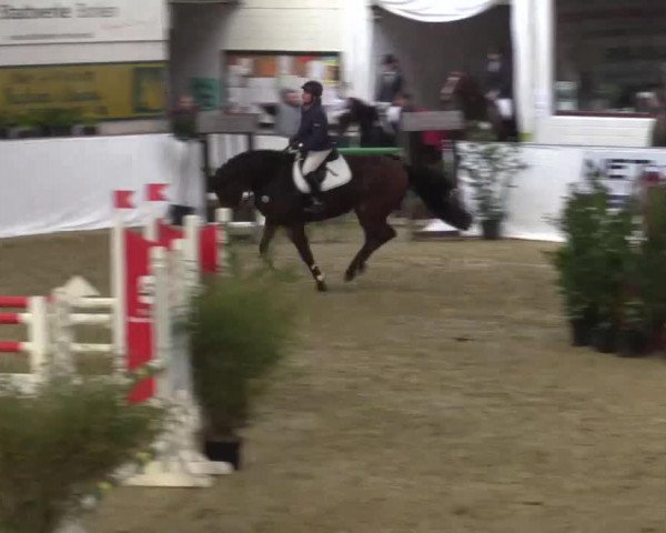 Pferd Coole Socke S (Westfale, 2009, von Cassini Boy Junior)