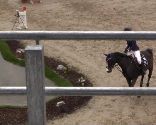 broodmare Wonka 6 (Westphalian, 2006, from Contender)