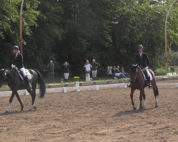 Reitturnier Dallgow 2020