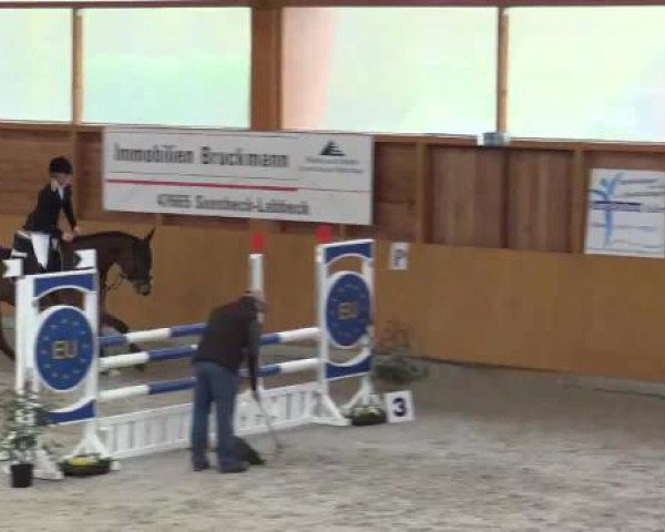 jumper Cognito 3 (Irish Sport Horse, 2010, from Capitalist)