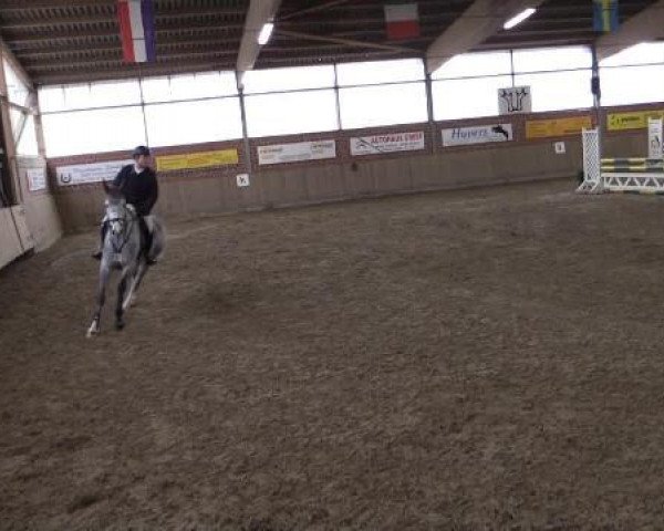 jumper Silver Creek's Charmed S (Zweibrücken, 2010, from Vallado)
