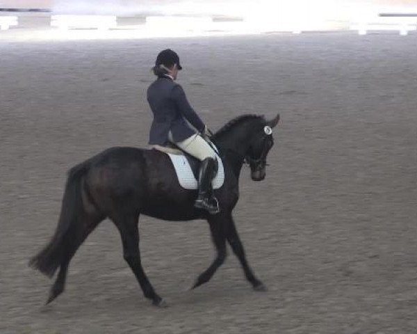 Zuchtstute Ragazza G (Oldenburger, 2011, von Fürstenball)