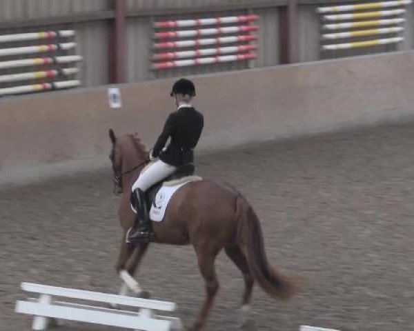 dressage horse Burberry 16 (Hanoverian, 2011, from Bonifatius)