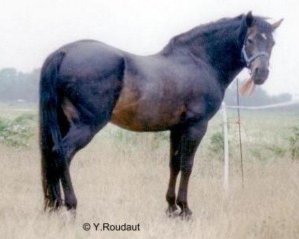 stallion Beechwood Comet (New Forest Pony, 1981, from Bridgelea Buccaneer)