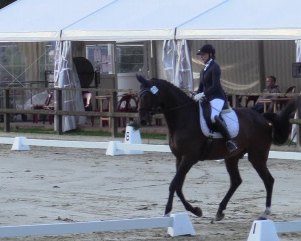 Reitturnier Albersloh 2020