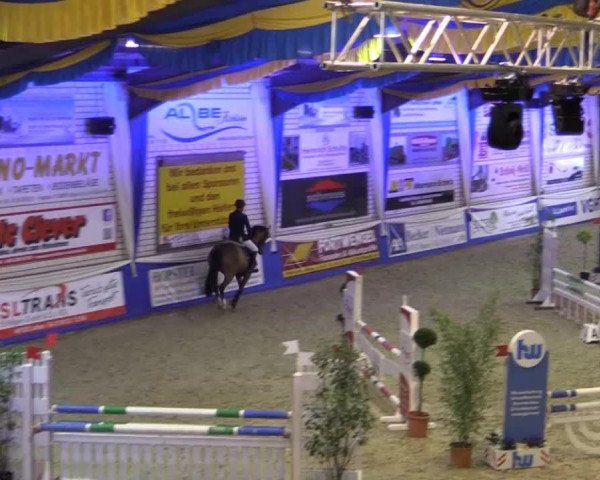 horse Olympic Girl 5 (Oldenburg show jumper, 2010, from Olympic Fire 5)