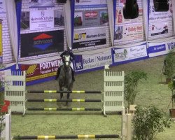 jumper Casino Royal 33 (Hanoverian, 2010, from Charilan)