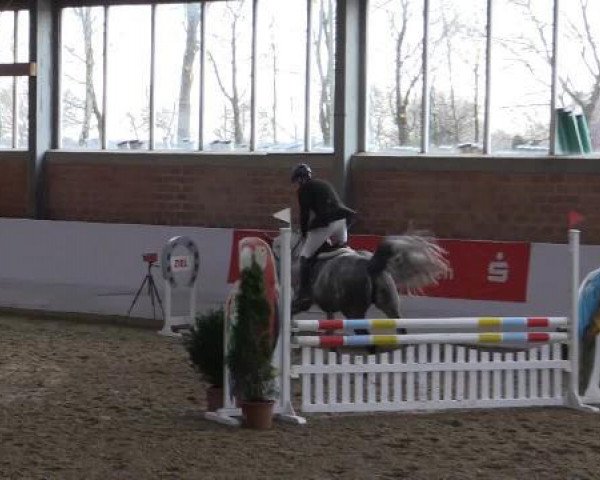 dressage horse Candy Crush Ab (Westphalian, 2010, from Camax L)