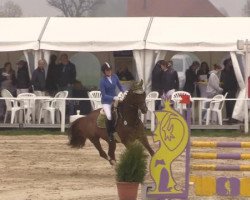 broodmare Conny 371 (Westphalian, 2007, from Calido I)