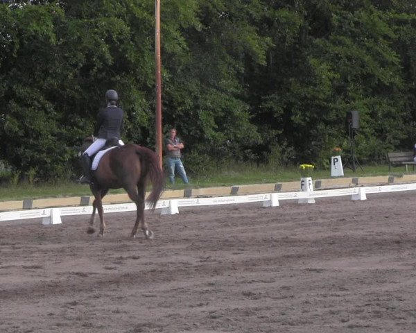 Reitturnier Dallgow 2020