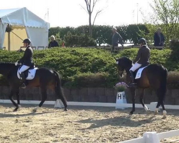 dressage horse Avatar 24 (Trakehner, 2010, from Camaro)