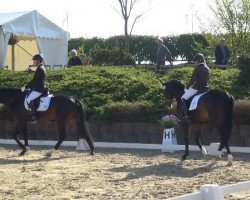 dressage horse Avatar 24 (Trakehner, 2010, from Camaro)