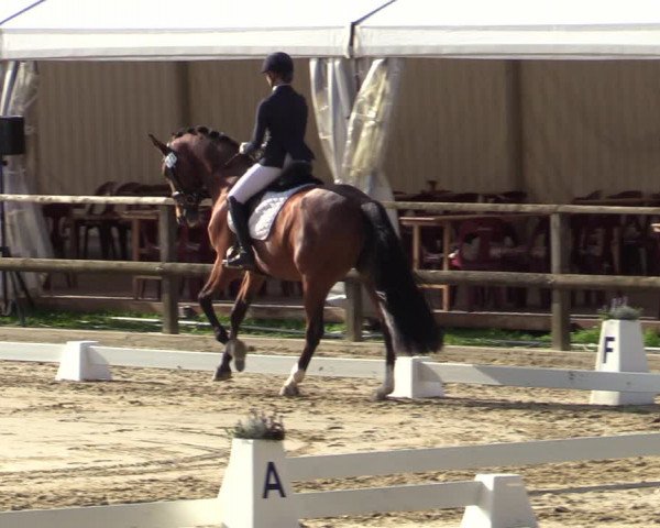 Reitturnier Albersloh 2020