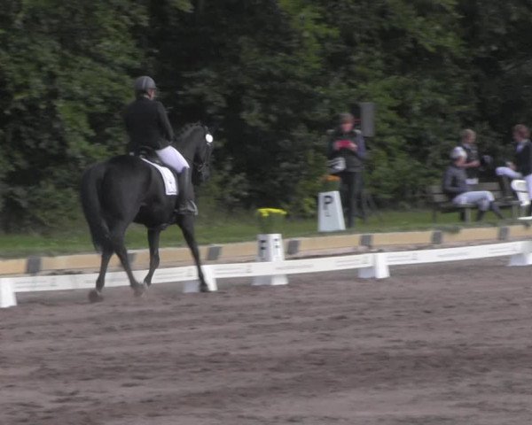 Reitturnier Dallgow 2020