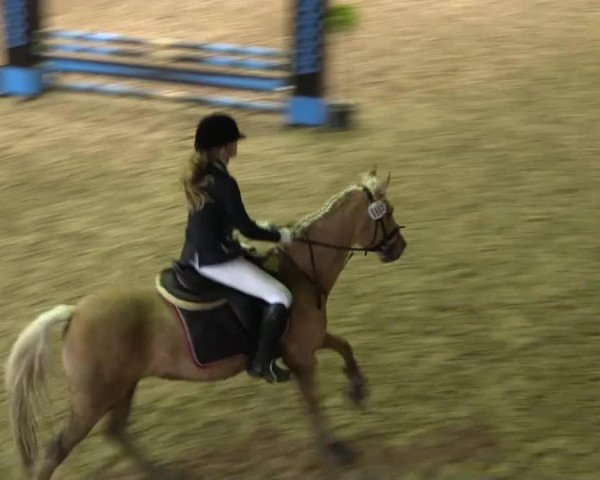 jumper Tirana 82 (German Riding Pony, 1998, from Unbekannt Pony)