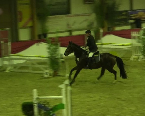 jumper Fantastic 36 (Hanoverian, 2010, from Fundskerl)