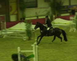 jumper Fantastic 36 (Hanoverian, 2010, from Fundskerl)