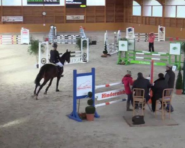 Springpferd Alverinjo (Rheinländer, 2011, von Alvarino 2)