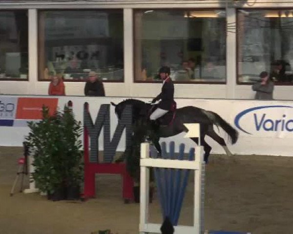 jumper Cancara E (Westphalian, 2011, from Con Solor van de Heffinck)