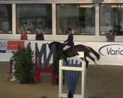 jumper Cancara E (Westphalian, 2011, from Con Solor van de Heffinck)