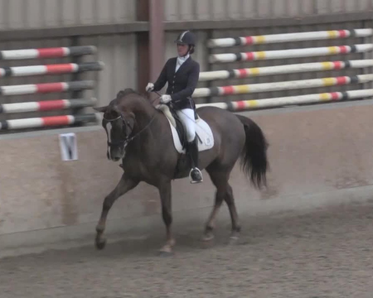 dressage horse Doc Hollywood 7 (Oldenburg, 2009, from Don Schufro)