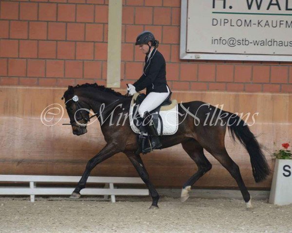dressage horse Dancer (German Riding Pony, 2012, from Dance Star AT NRW)