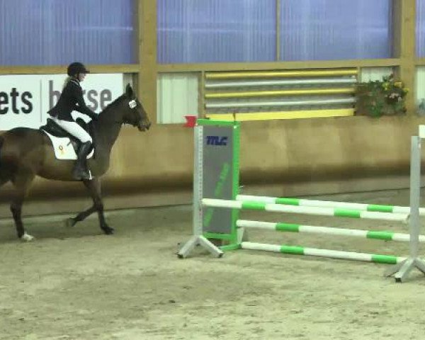 Springpferd Passepartout 64 (Deutsches Sportpferd, 2009, von Pasco)