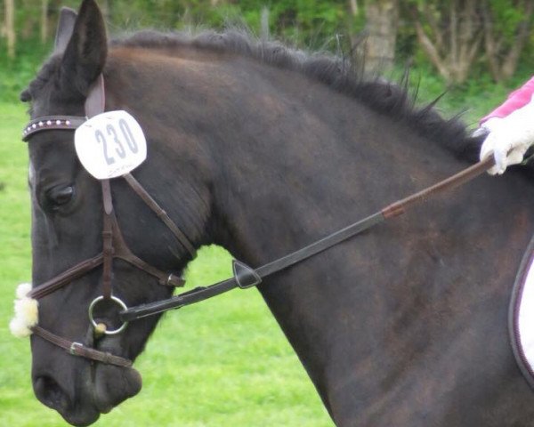 Springpferd Nightstar (Deutsches Reitpony, 2007, von Nemax)