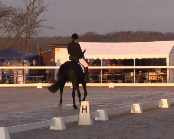 broodmare Sunny Rose (Hanoverian, 2008, from San Amour I)