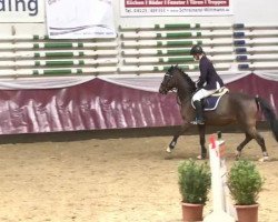 Caballo de salto Vitali P (Poni de Monta Alemán, 2008, de Voyager 2)